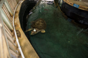 Turtles and Sharks - Gulf World, Panama City, FL