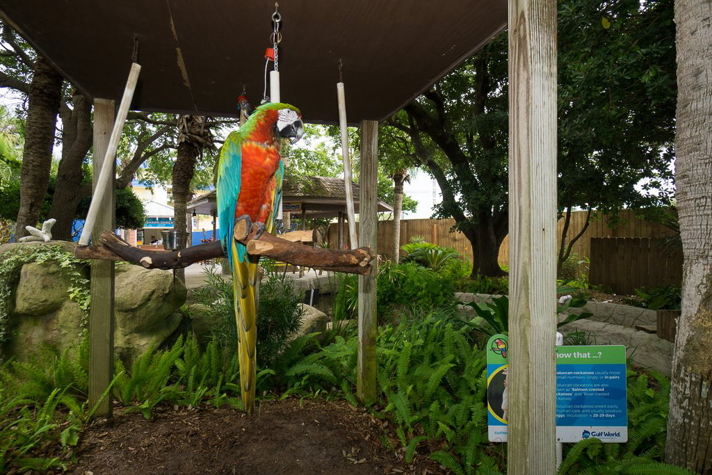 Birds of Paradise - Gulf World, Panama City, FL